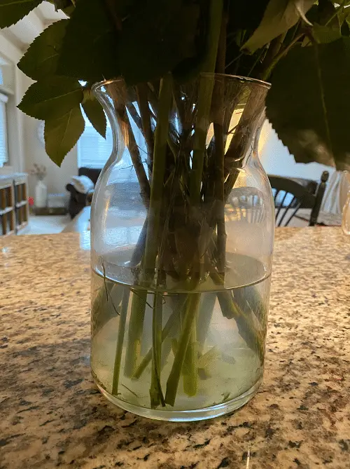 cut flowers in vase