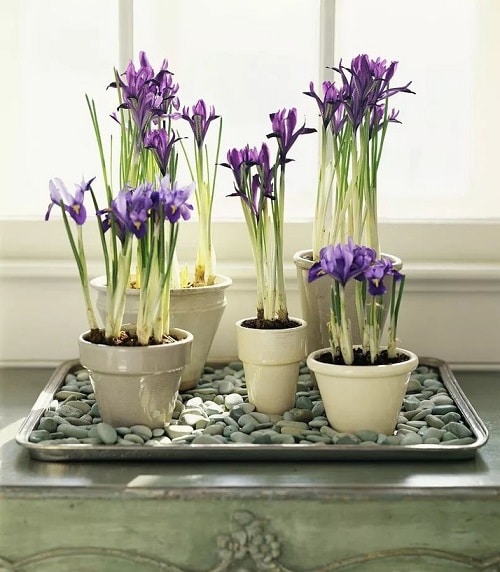 Things that'll Solve All Your Houseplant Problems 5