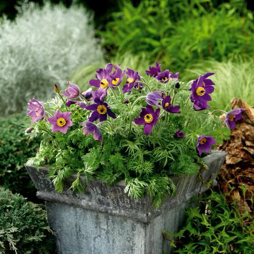 Amazing wildflowers for pots 2