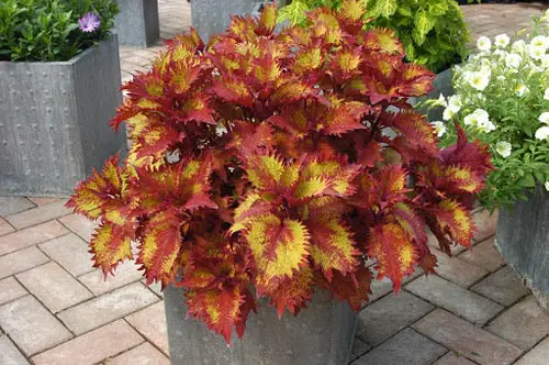 Indoor Coleus Pictures 4
