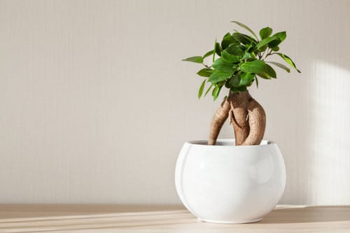 Indoor Bonsai Pictures 4
