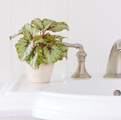 Types of Rex Begonia 4
