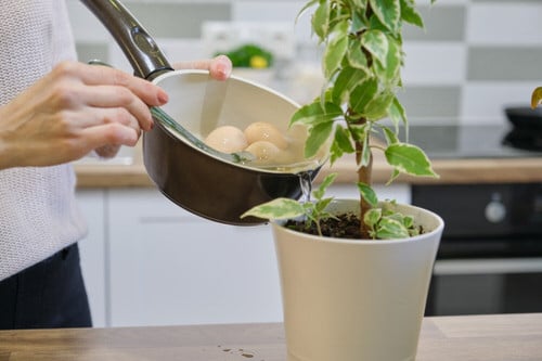 Quick Checklist to Revive Your Dying Houseplants 4