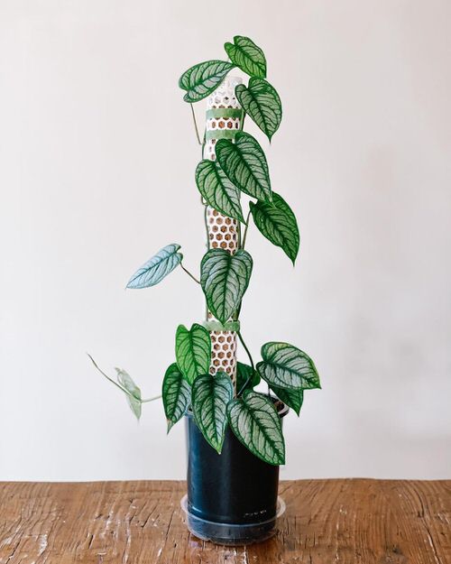 Types of Monstera- Silver Monstera