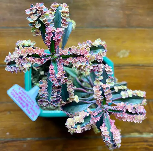 Succulents that Bear Pups 4