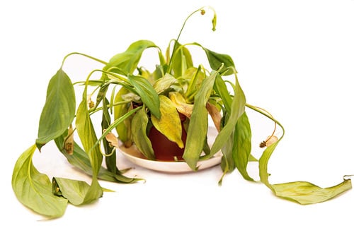 Tik Tok Plant Care Hacks to Help You Keep Your Leafy Friends Alive in 2021 2
