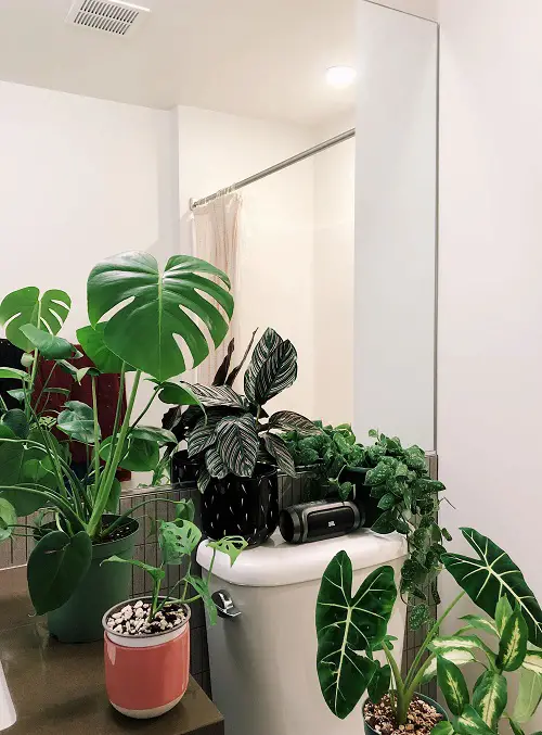 Swiss Cheese, Calathea, and Alocasia in the Bathroom