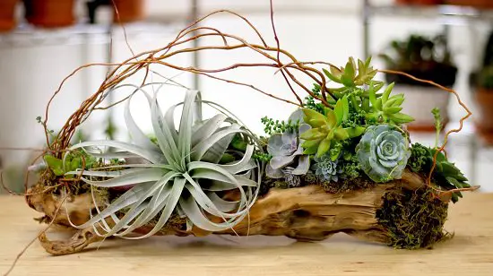Driftwood Planter