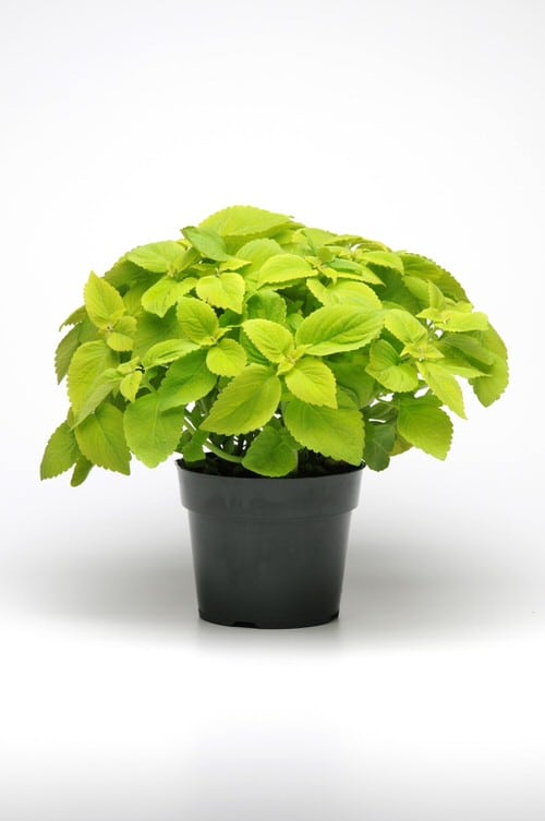 Neon Houseplants 4