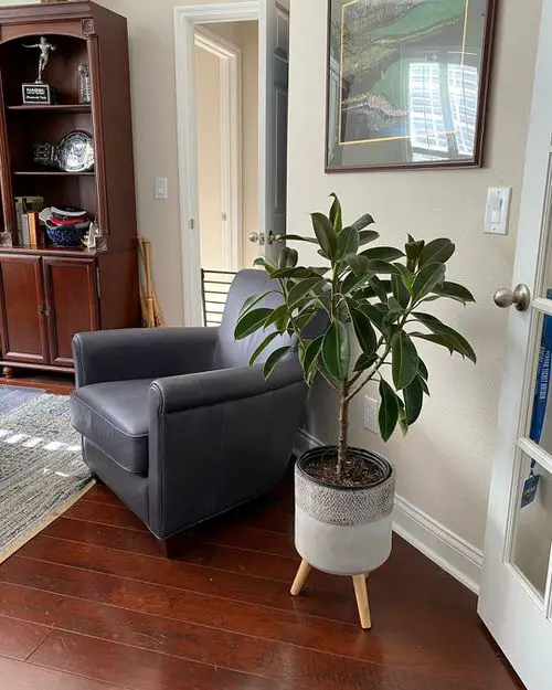 Types of Rubber Plants-Melany