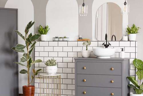 White Theme Bathroom with Variegated Fiddle Leaf Fig