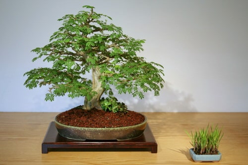 Indoor Bonsai Pictures 5