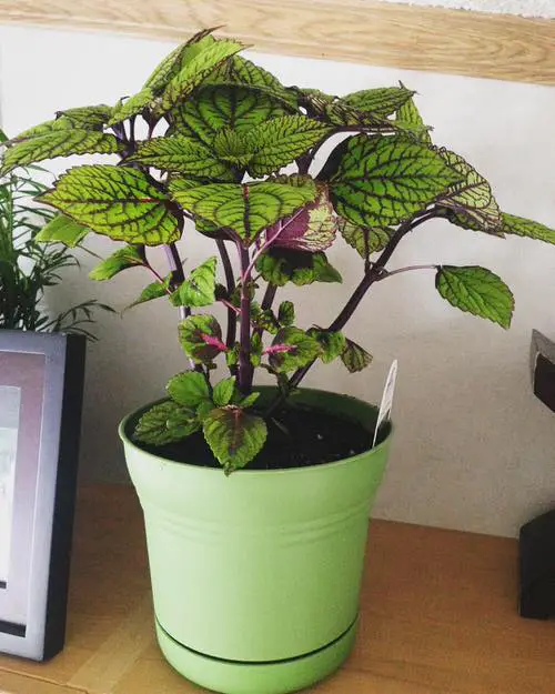 Indoor Coleus Pictures 5