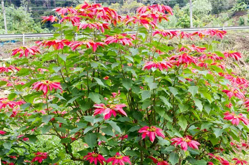 How Your Favorite Houseplants Look Like in the Wild 5