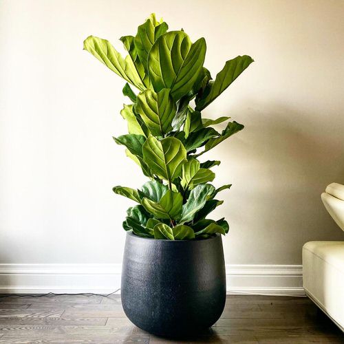 Most Popular African Houseplants 5