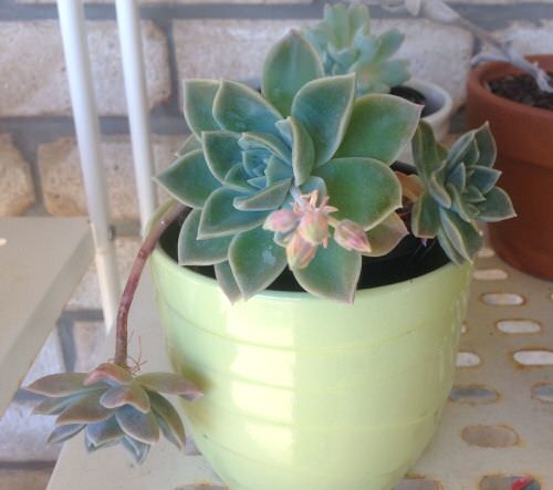 Succulents that Bear Pups 5