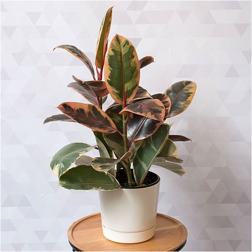 Types of Rubber Plant-Red Ruby Rubber Plant