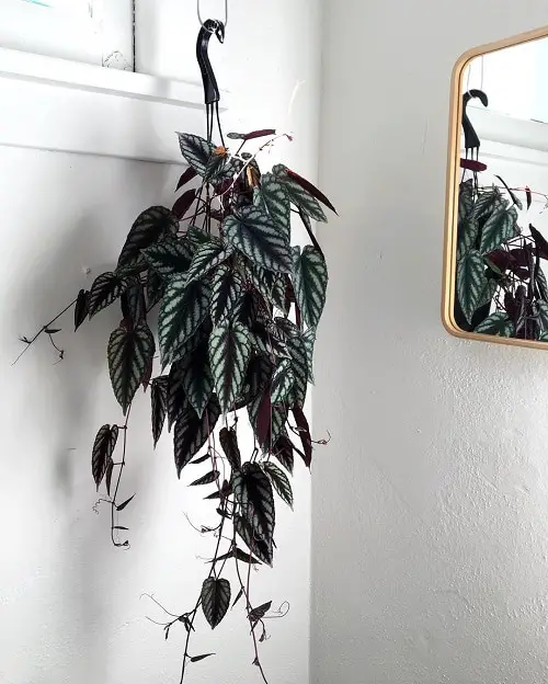Hanging Basket Plants You can Grow from Cuttings 5