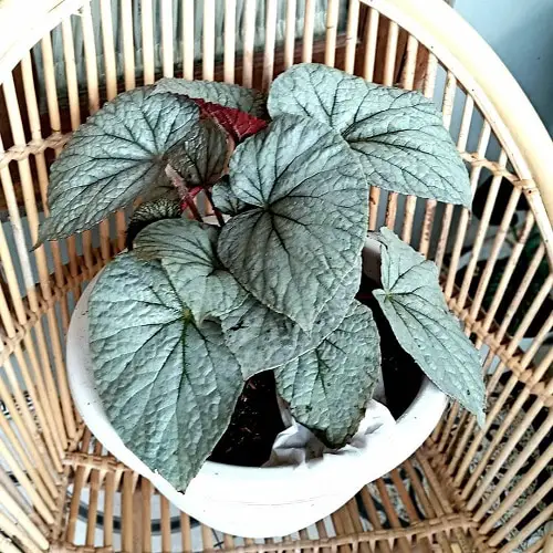 Types of Rex Begonia 5