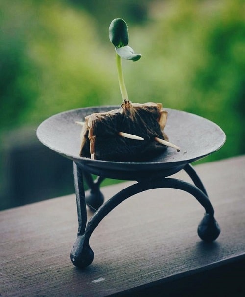 Tik Tok Plant Care Hacks to Help You Keep Your Leafy Friends Alive in 2021 3