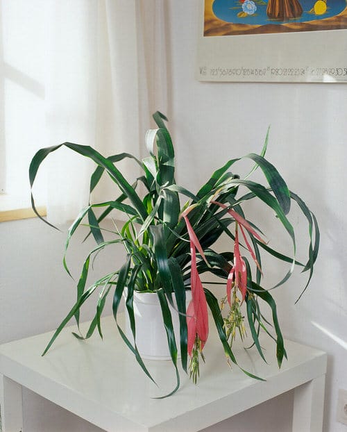 Bromeliads-Plants that Grow Without Sunlight