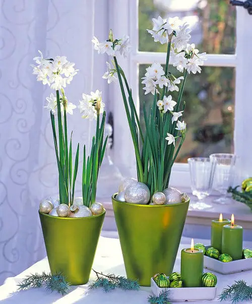 Pictures of Indoor Plants in Metallic Planters 4