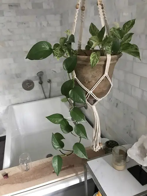 Vining Houseplants in a Macrame Planter by the Bathtub