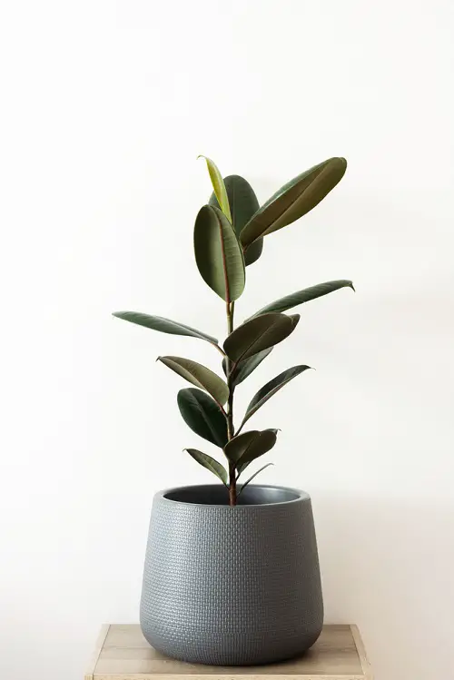 Types of Rubber Plant- Black Prince