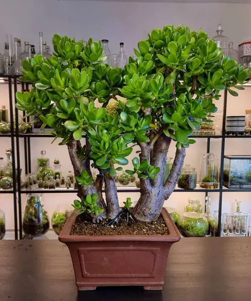 The Number 1 Secret to Making a Jade Plant Bushier