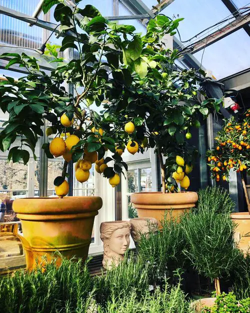Masterful Tips for Growing Lemon Tree in a Pot