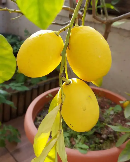Tips for Growing Lemon Tree in a Pot 1