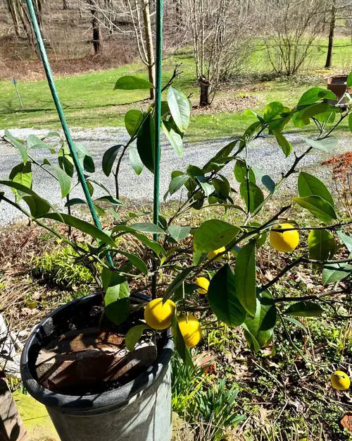 Tips for Growing Lemon Tree in a Pot 2
