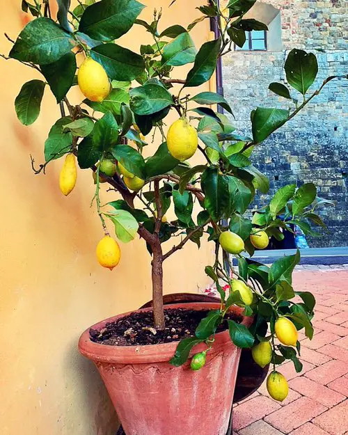 Tips for Growing Lemon Tree in a Pot 3