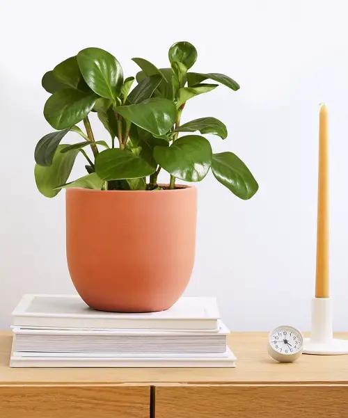 Types of Rubber Plant-Baby Rubber Plant