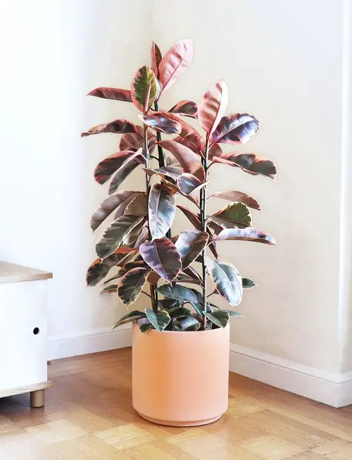 Types of Rubber Plant-Pink Rubber Plant