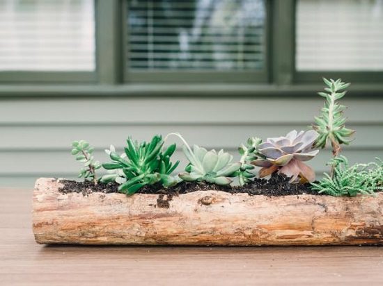 Succulent Log Centerpiece