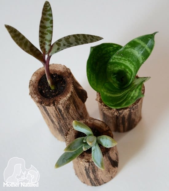 Succulent Planter Branch