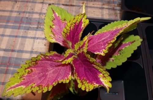 Neon Houseplants 9