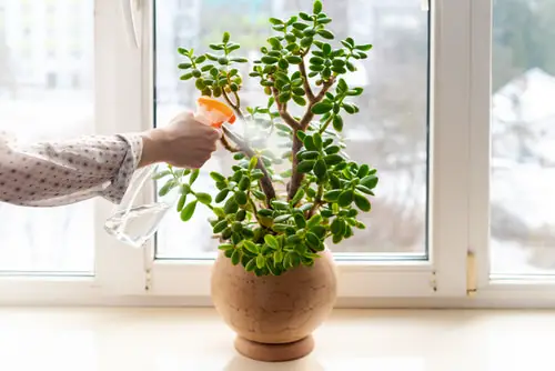 Water the Plant Correctly