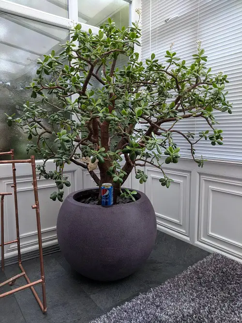 How to Get a Big Jade Plant