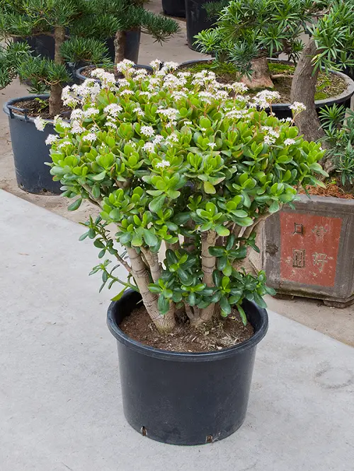 How to Get a Big and Bushy Jade Plant Feed to Boost the Growth