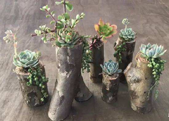 tree branch planter