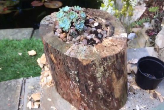 tree stump planter