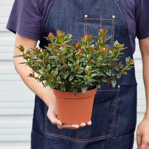 Growing Requirements of Goldfish Plant 