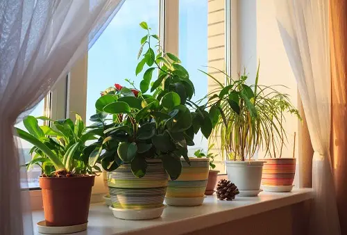 A Well Lit Window is a Savior