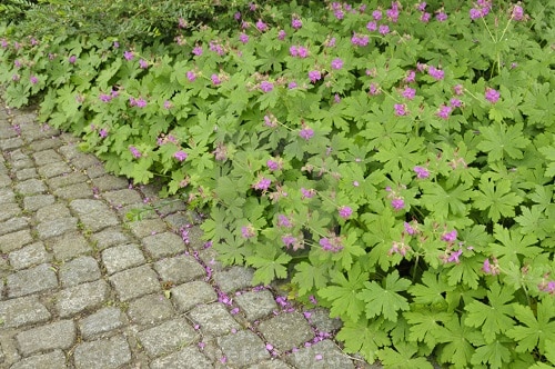 Flowering Ground Cover 1