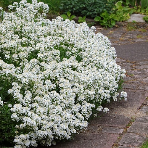 Flowering Ground Cover 19