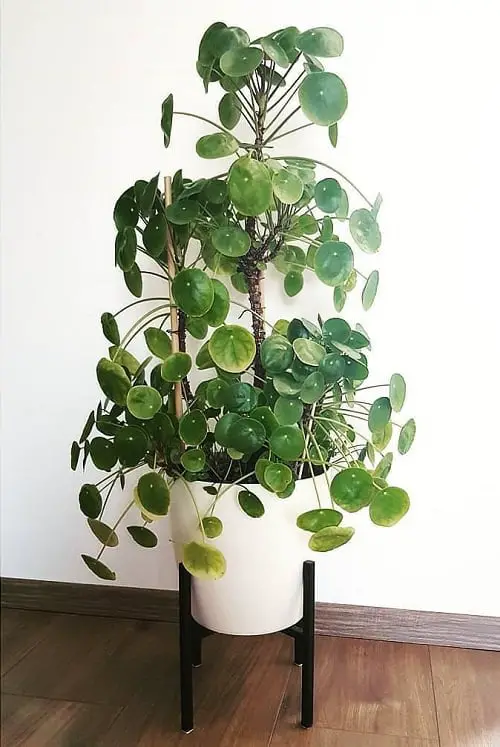 Easy-Peasy Houseplants