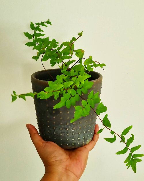Indoor Ferns that Climb