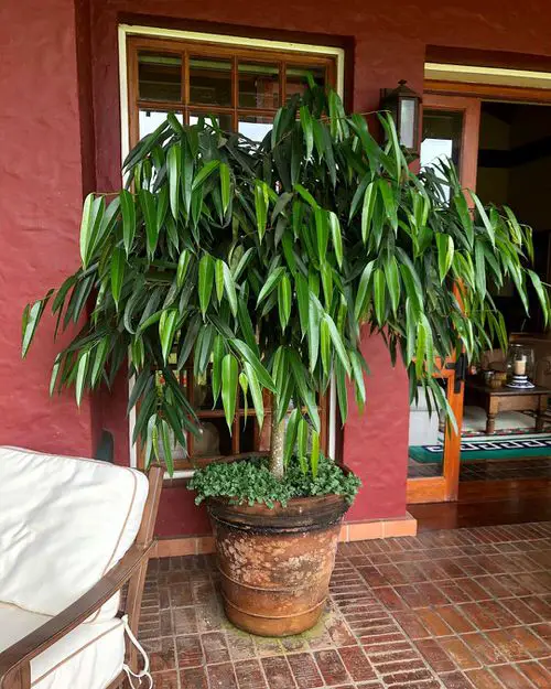 Houseplants that Look-Like Fiddle Leaf Fig